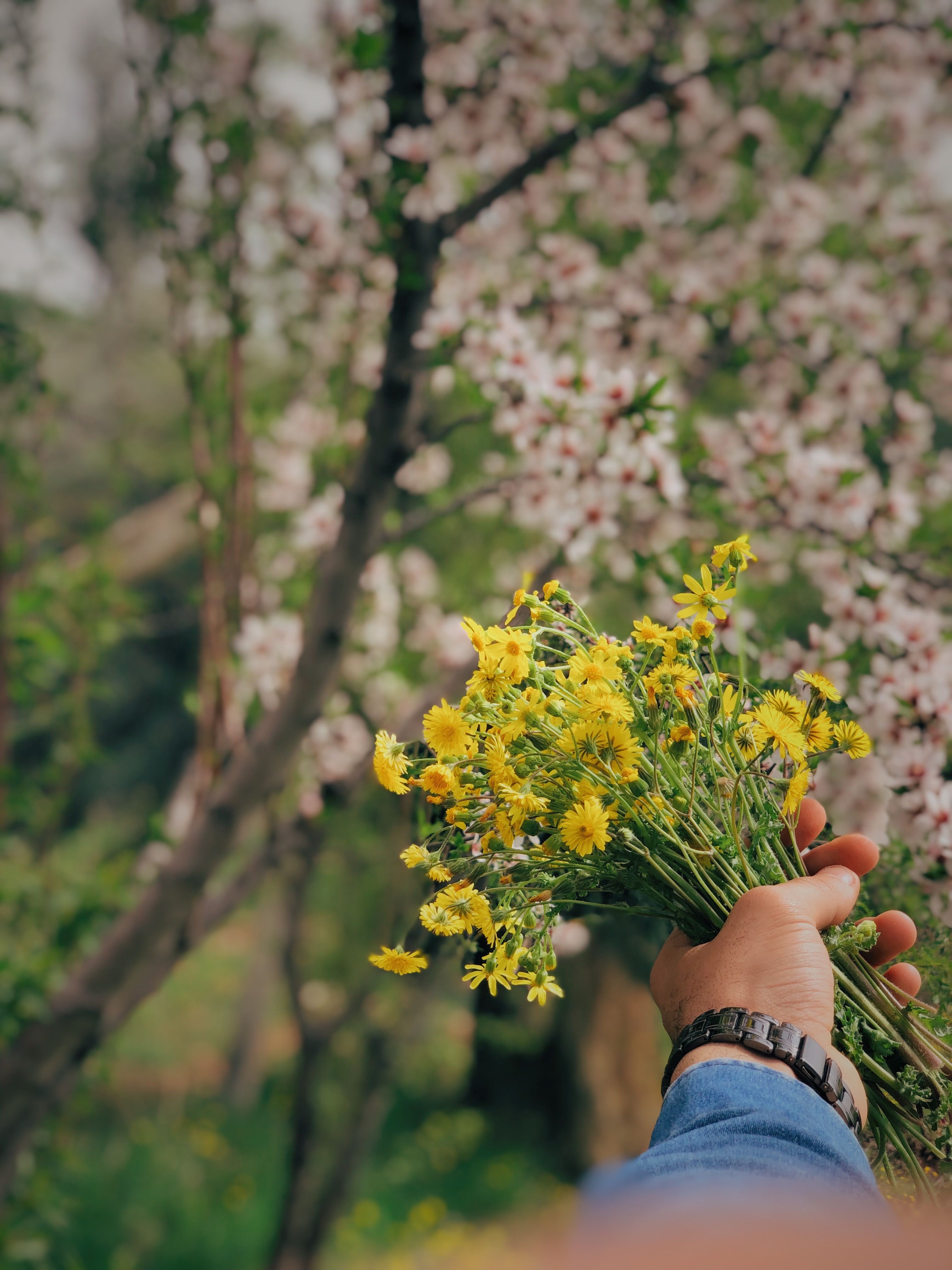 A hand holding yellow wildflowers in a blooming park in Adıyaman, Turkey.