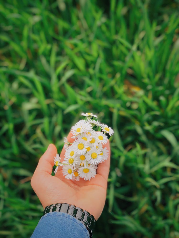 Man Hand Holding Daisies