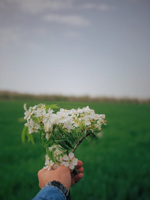 A Person Holding White Flowers