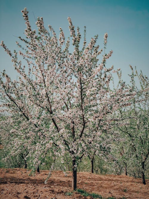 Cherry Tree In The Orchard