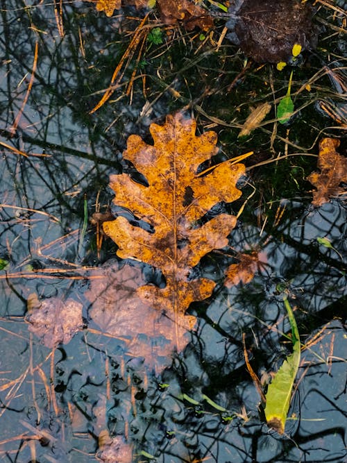 Gratis lagerfoto af brunt blad, egeblad, lodret skud