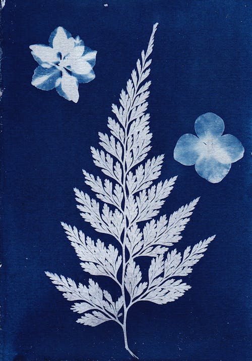 Cyanotype Photography Print of a Leaf and Flowers