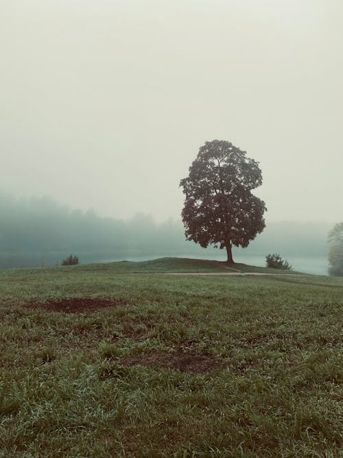 Free A Lone Tree on Green Grass Field  Stock Photo