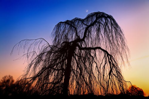 ฟรี คลังภาพถ่ายฟรี ของ จันทรา, ต้นไม้, พระอาทิตย์ขึ้น คลังภาพถ่าย