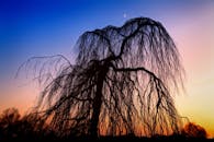 柳树的剪影映衬着五颜六色的日出天空，月亮依稀可见