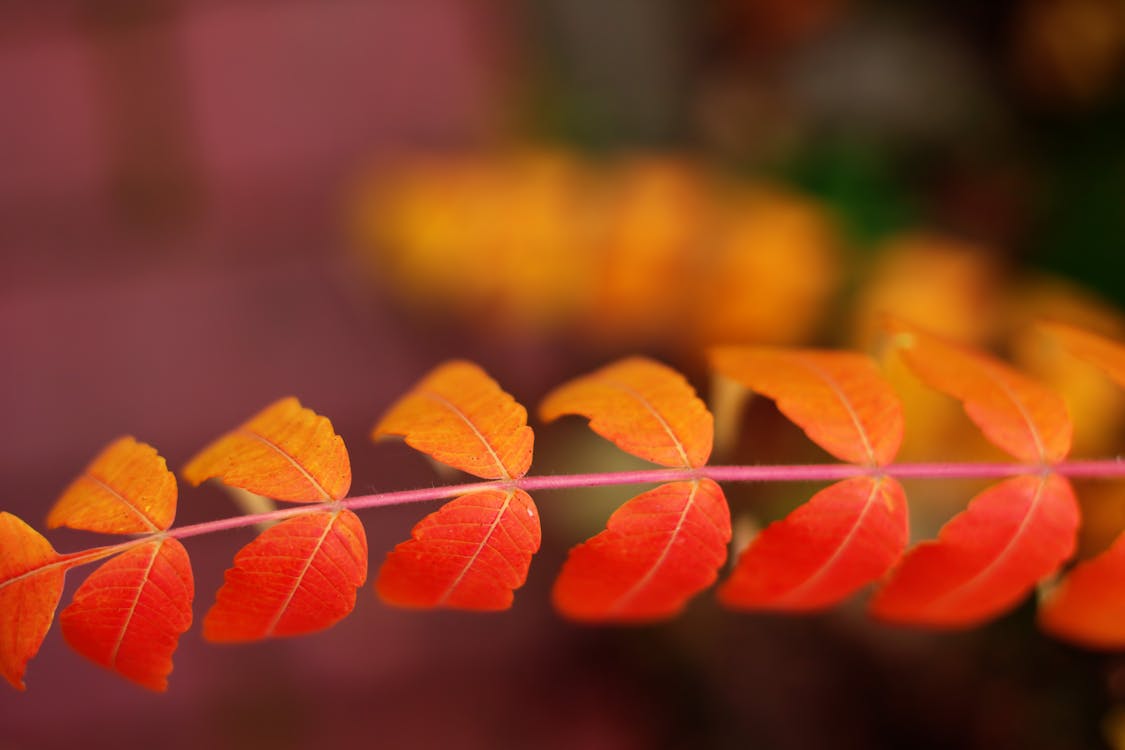 Free Depth of Field Photography of Orange Double Compound Leaf Stock Photo