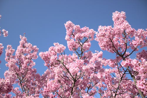 Cherry Blossoms Under Blue Sky