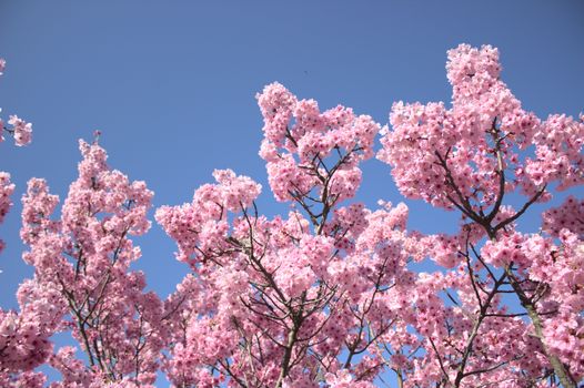 Lush cherry blossoms in full bloom under a clear blue sky, celebrating spring.