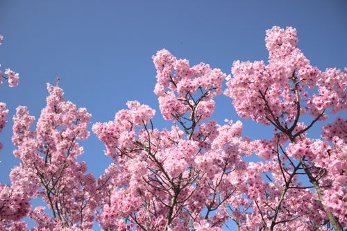 Free Lush cherry blossoms in full bloom under a clear blue sky, celebrating spring. Stock Photo