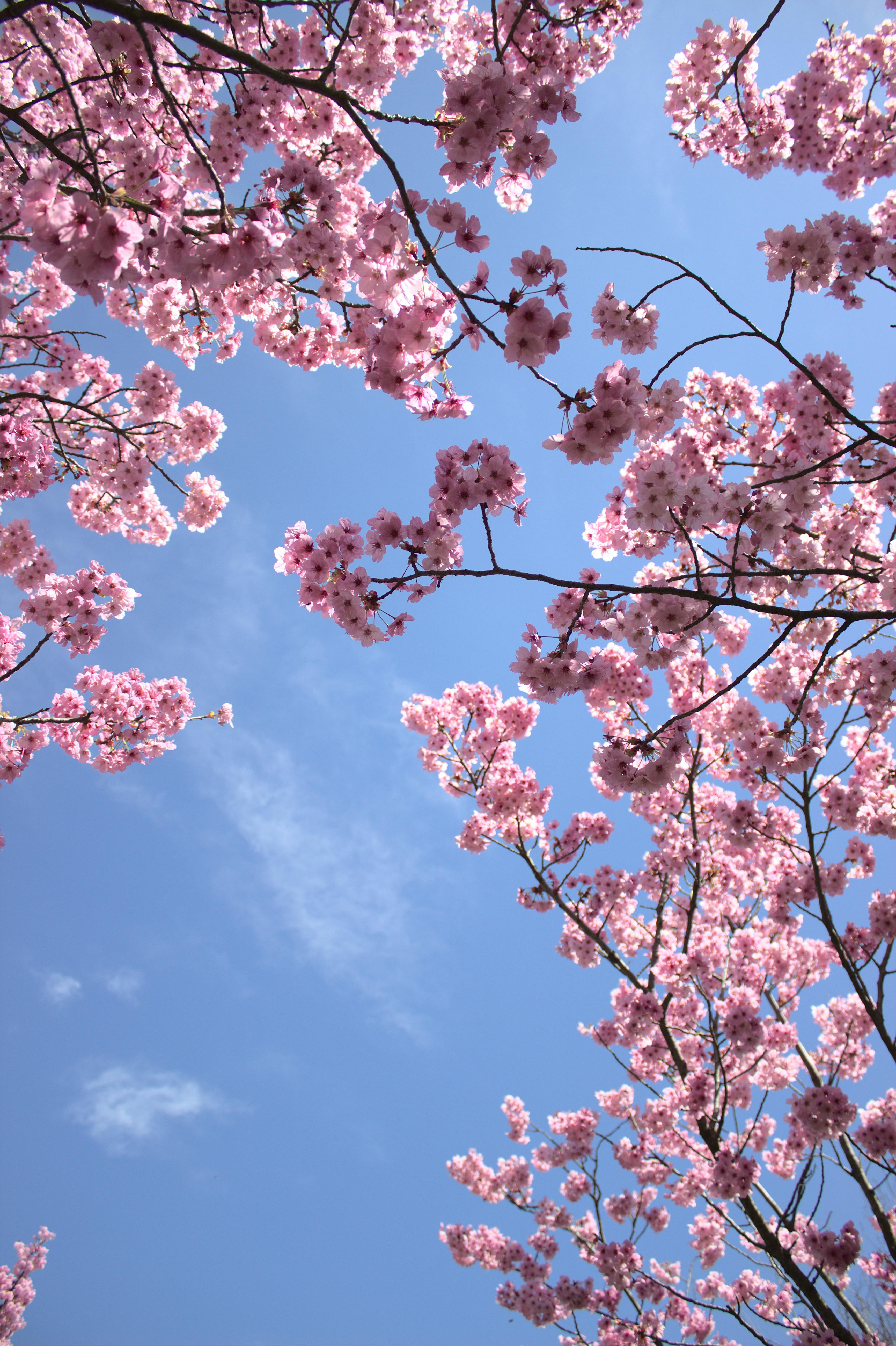 White Cherry Blossom Under the Blue Sky · Free Stock Photo