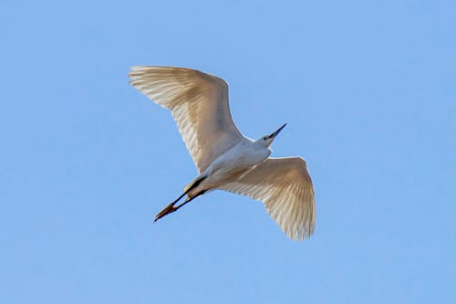 Fotobanka s bezplatnými fotkami na tému krídla, lietanie, ornitológia