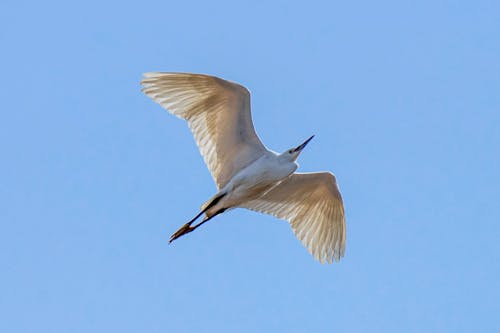 Gratis lagerfoto af fjer, fjerdragt, flyve