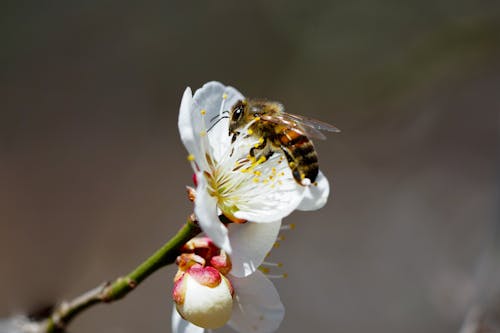 Kostnadsfria Kostnadsfri bild av bi, honungsbi, insekt Stock foto