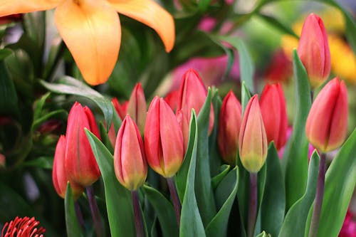 Kostenloses Stock Foto zu blätter, blumen, blumenstrauß