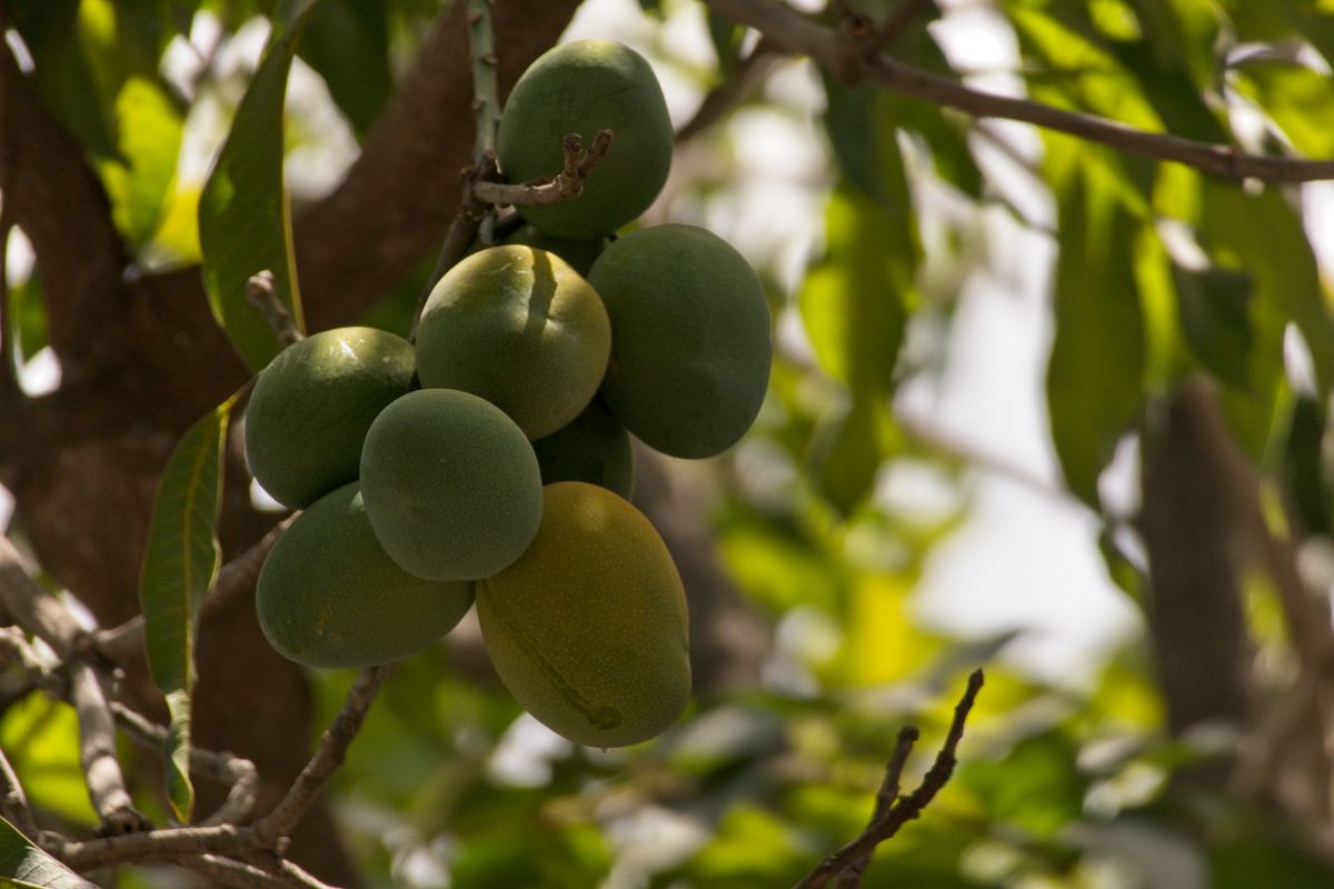 Fresh mangoes