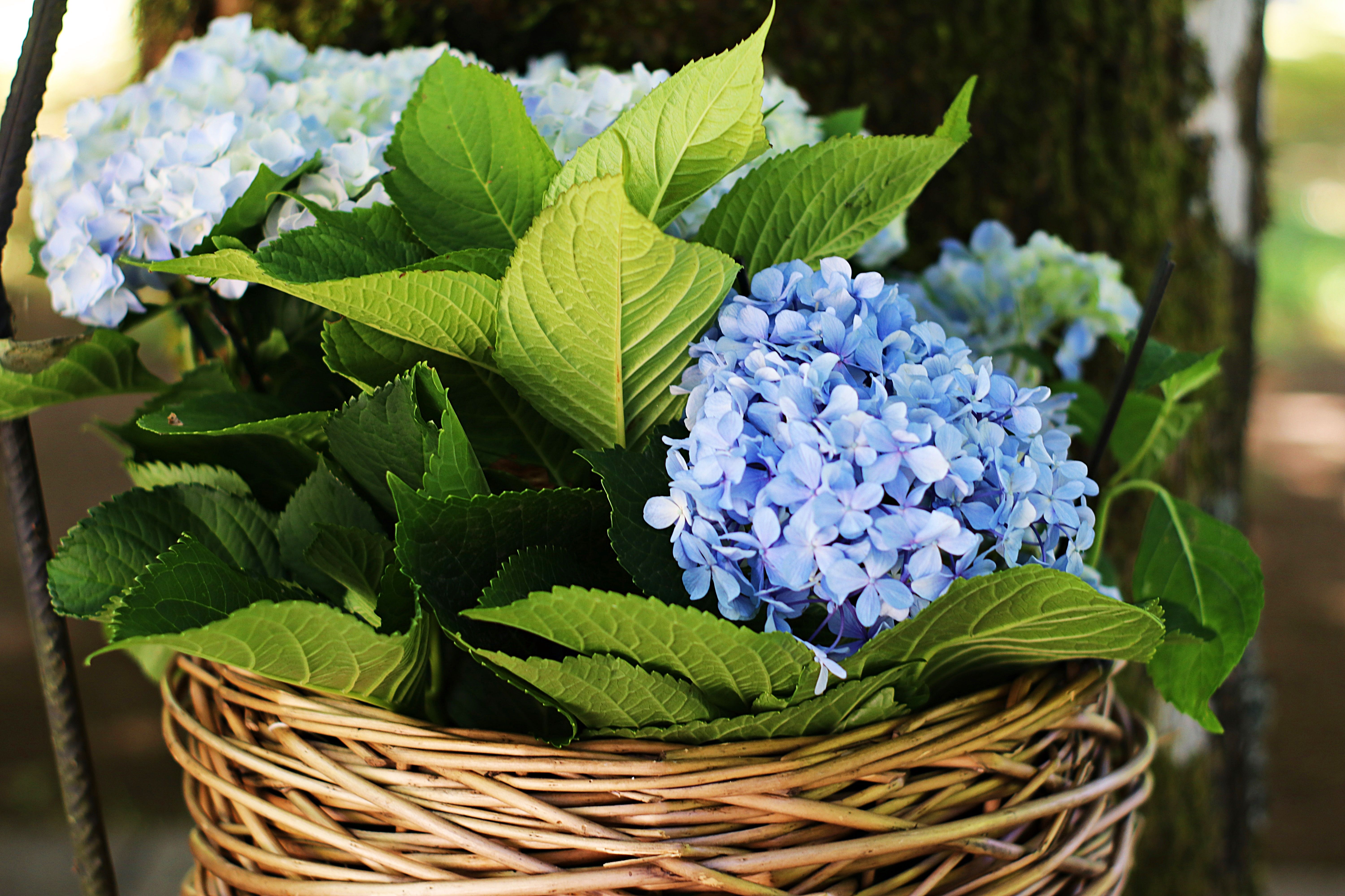 Blue hydrangea blooms arranged in a woven basket with fresh green leaves
