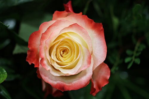 Close Up Photo of a Rose in Bloom