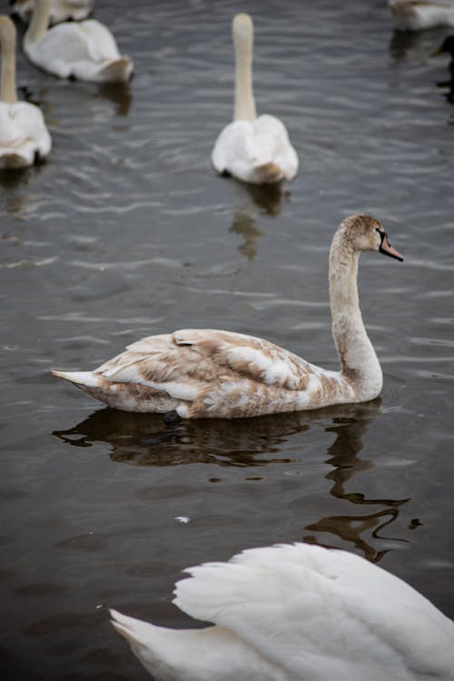 White Swan on Water