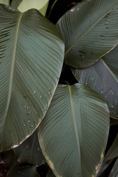 Close-up of dark green Calathea Lutea leaves with water droplets, showcasing natural beauty.