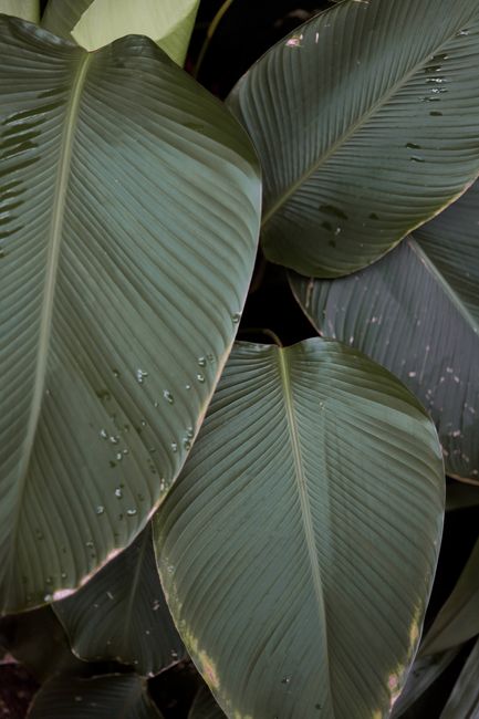 Close-up of dark green Calathea Lutea leaves with water droplets, showcasing natural beauty.