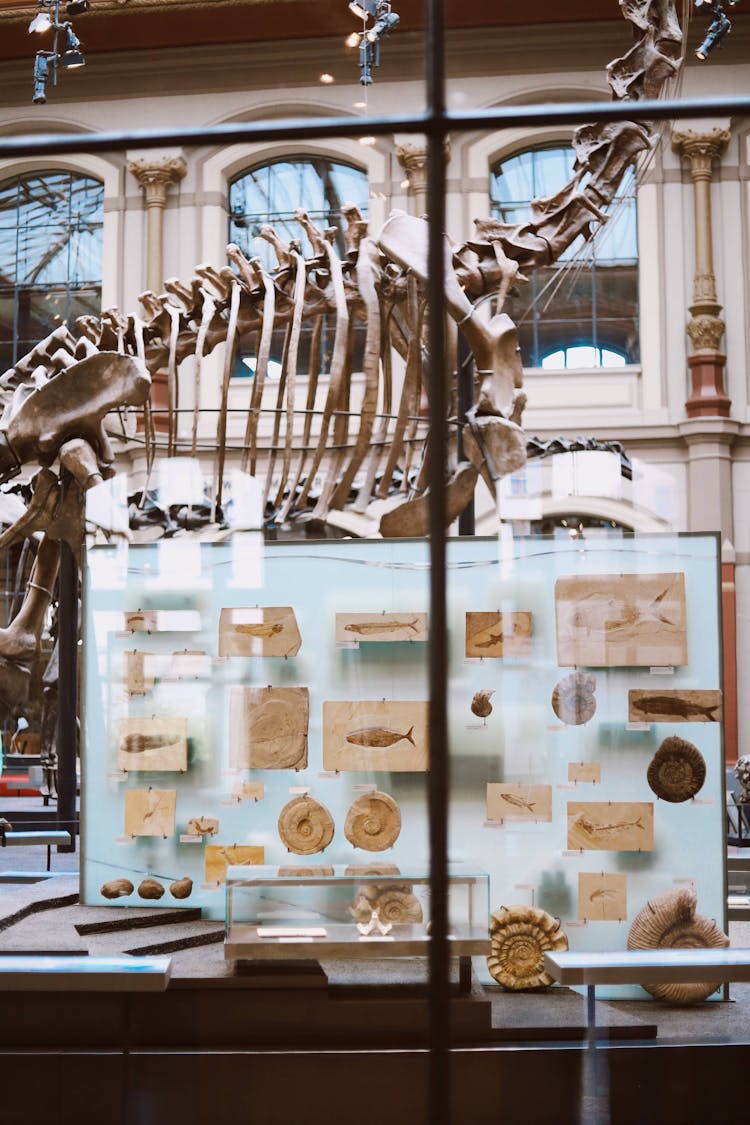 Dinosaur Skeleton In Museum