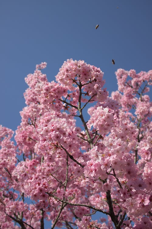 Foto profissional grátis de arbustos, cerejeira, flor da primavera