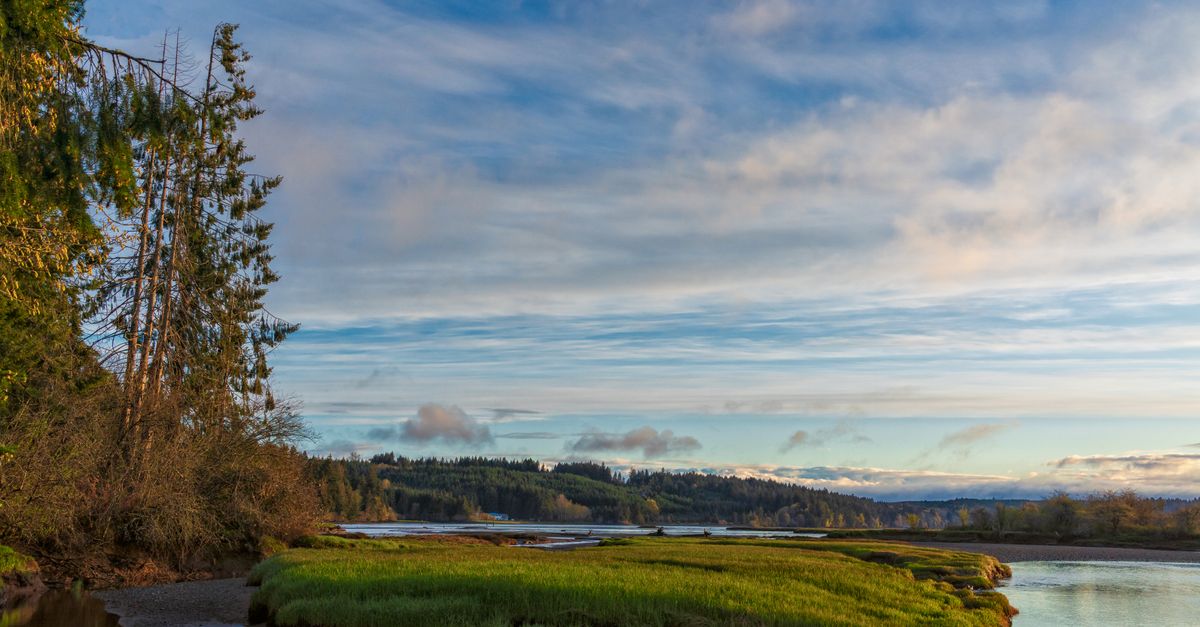 A tranquil scene of a river meandering through lush grasslands in Olympia, WA.
