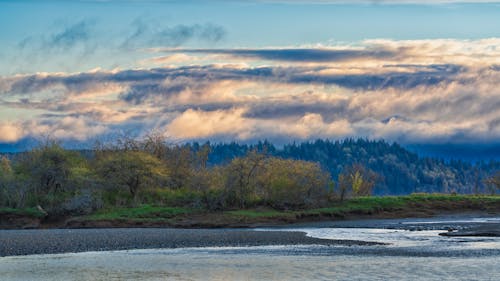 Green Trees on Green Grass beside River