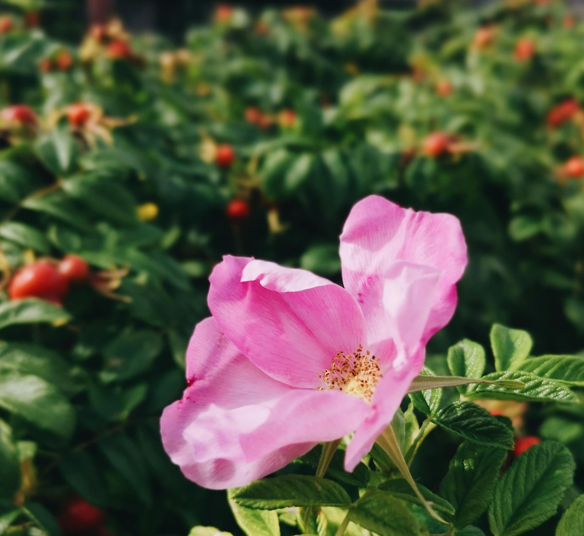 Stamen Dogs Photos, Download The BEST Free Stamen Dogs Stock Photos