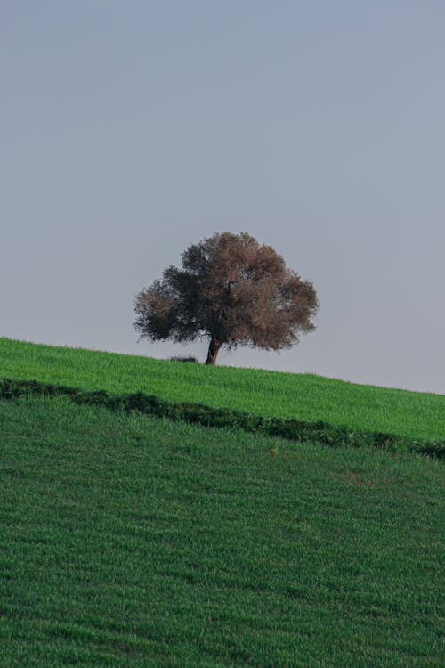 Gratis stockfoto met akkerland, boom, buitenshuis