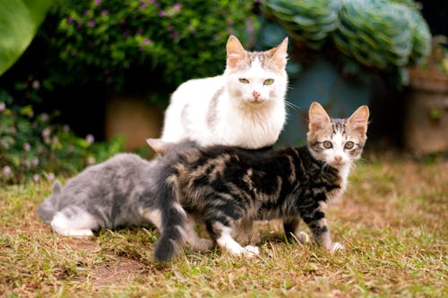 Foto stok gratis anak kucing, ibu, imut