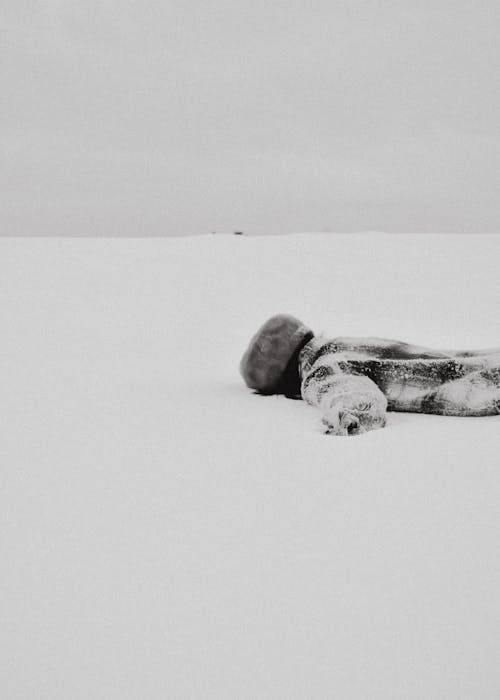 A Person Lying Face Front on the Snow Covered Ground