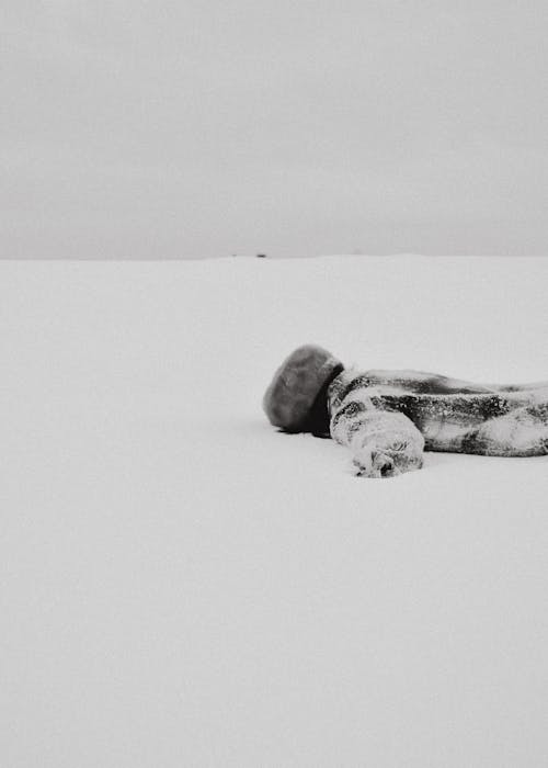 Fotobanka s bezplatnými fotkami na tému biela, chladný, čierny a biely