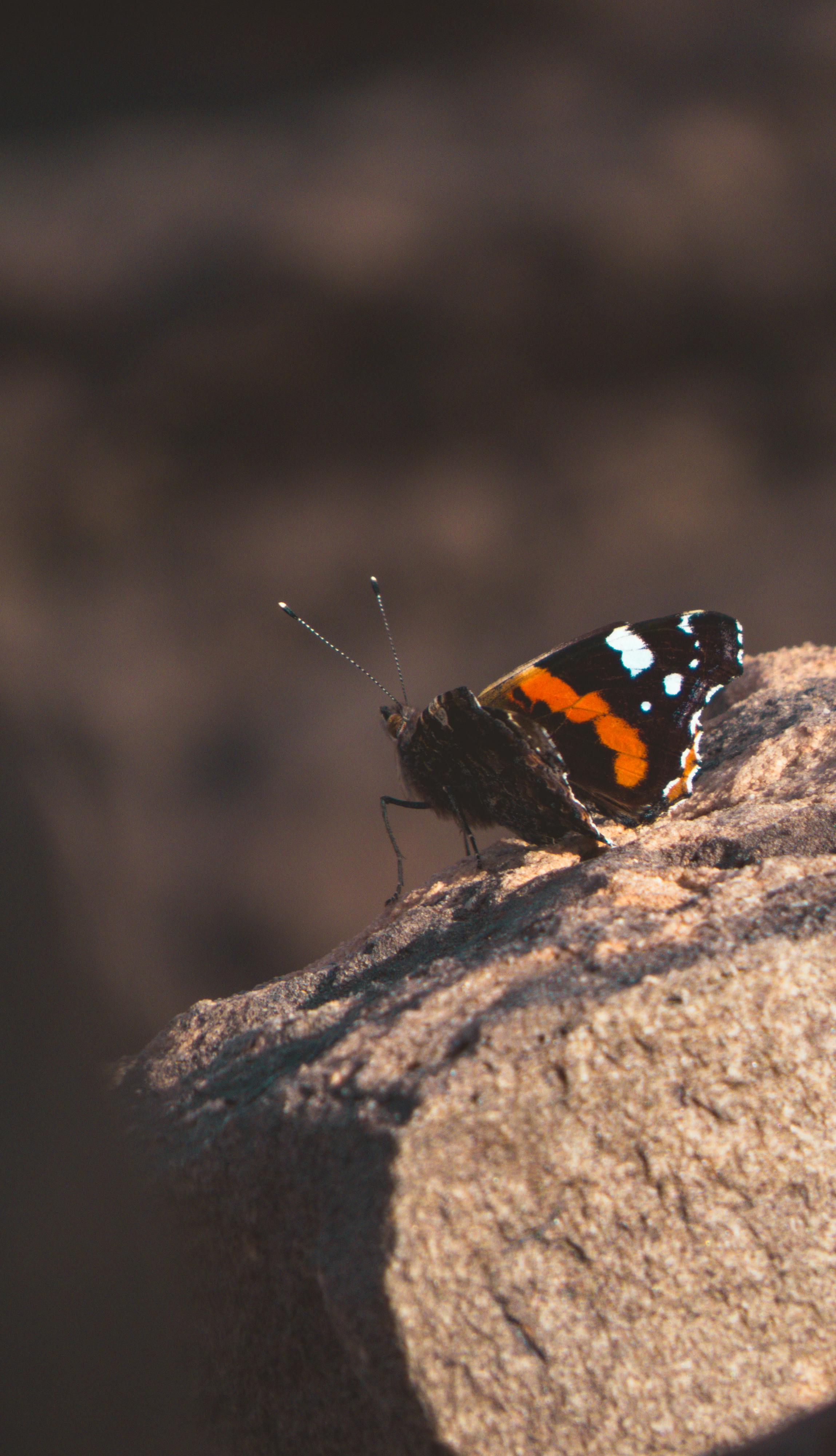 Black, orange, and white butterfly? - Vanessa atalanta 