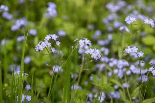 Kostenloses Stock Foto zu blätter, blumen, blüte