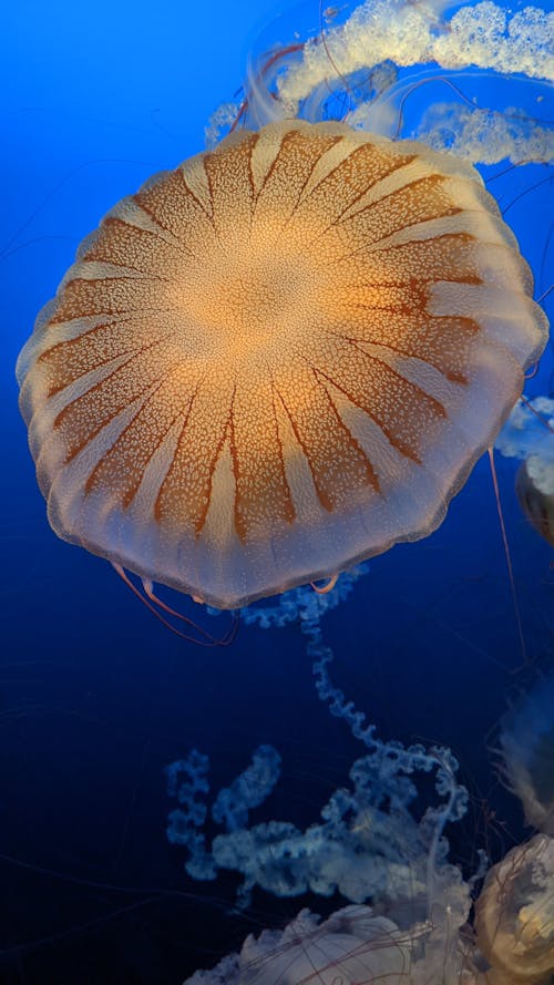 Jellyfish Underwater in Close-up Photography