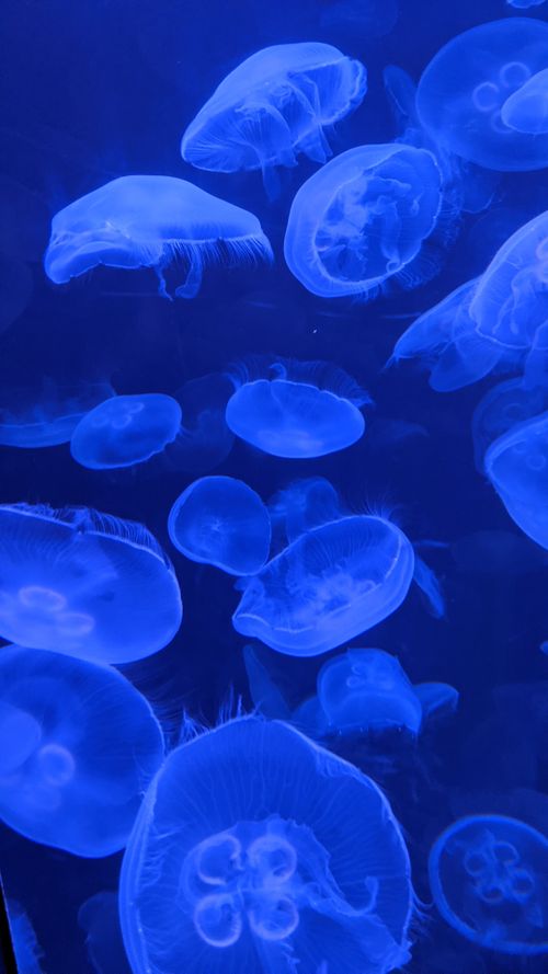 Underwater View of Blue Jellyfish Cluster · Free Stock Photo