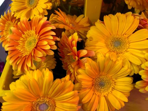 Free stock photo of african daisies, beautiful nature, close up Stock Photo