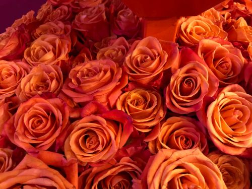 Free stock photo of beautiful nature, bunch of roses, close up Stock Photo