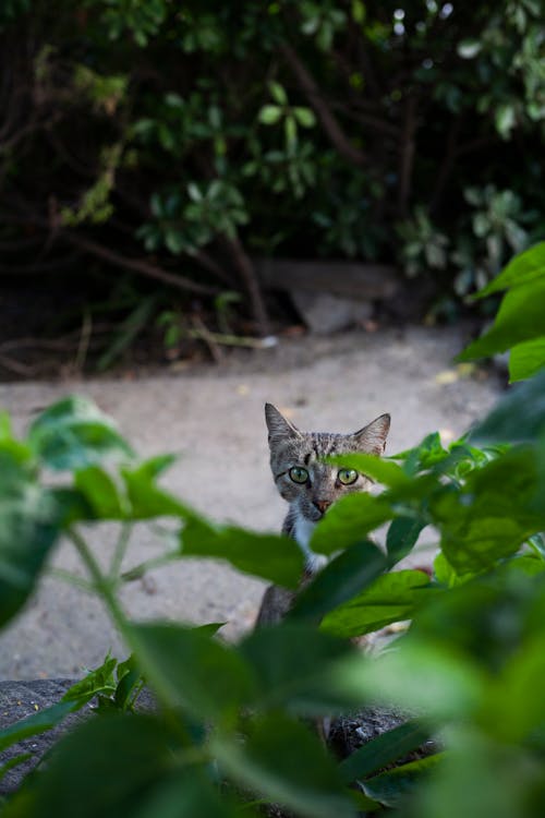 Photos gratuites de animaux, chat, photo de rue