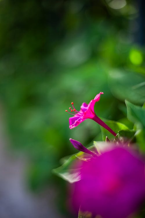 Foto d'estoc gratuïta de flor, flor rosa, flors de primavera