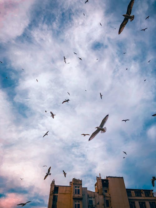 Low Angle Shot of Birds Flying under Blue Cloudy Sky