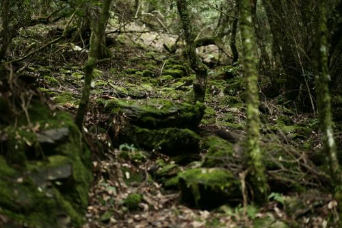 Free Explore a tranquil moss-covered forest with vibrant greenery and natural textures. Stock Photo