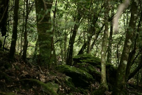 Free Dense forest scene with rich moss and natural landscape, showcasing serene greenery. Stock Photo