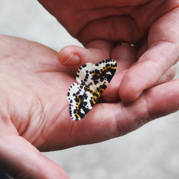 Free stock photo of butterfly, fingers, hands