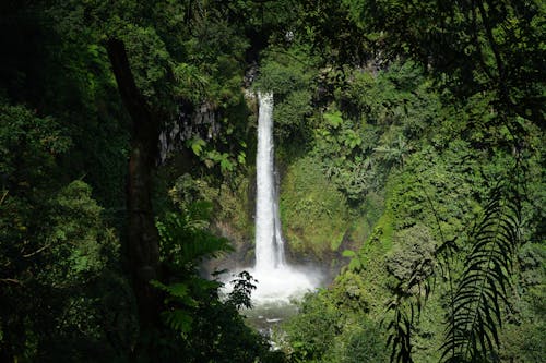 Бесплатное стоковое фото с водопады, деревья, джунгли