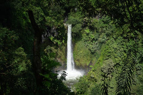 Fotos de stock gratuitas de arboles, bosque, cascadas