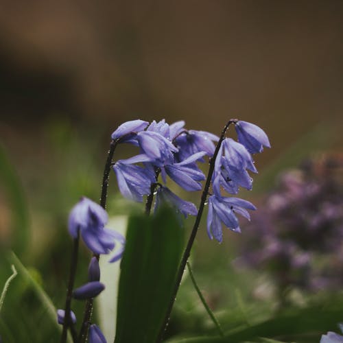 Selective Focus Photo of Purple Flowers