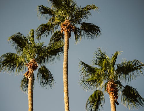 Green Coconut Trees Under Blue Sky
