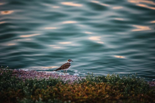Бесплатное стоковое фото с killdeer, озеро, птица